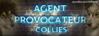 Hodowla Agent Provocateur Collies