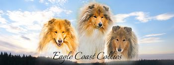 Hodowla Eagle Coast Collies