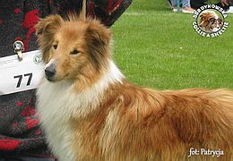 Owczarek Szetlandzki Sheltie - Primka :) Owczarek Szetlandzki Sheltie - Primka