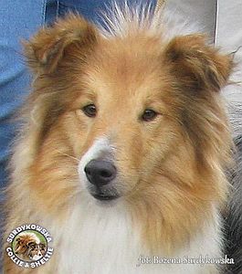 Owczarek Szetlandzki Sheltie - Primka :) Owczarek Szetlandzki Sheltie - Primka