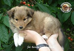 Owczarek Szetlandzki Sheltie - piesek :) Owczarek Szetlandzki Sheltie - piesek :)