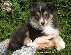 Owczarek Szetlandzki Sheltie - piesek:)