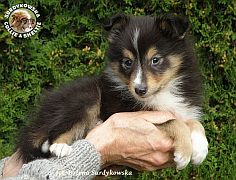 Owczarek Szetlandzki Sheltie - piesek :)