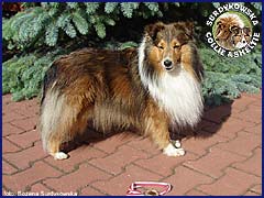 Celinka Champion - 2a