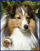 Frania Campion - 4
