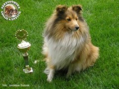 Calinka (Szelcia) Champion - 5a