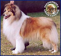 Owczarek Szkocki Collie - INT.CH. Carostar CEST LA VIE Calais tata