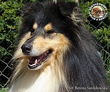 Owczarek Szkocki Collie - Macintosh :)