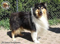 Owczarek Szkocki Collie - Macintosh :)