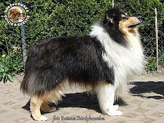 Owczarek Szkocki Collie - Macintosh :)