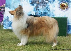 Owczarek Szkocki Collie - Gucio :)