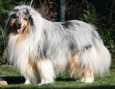 Owczarek Szkocki Collie - Dante :)