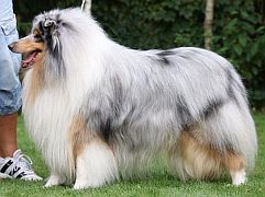 Owczarek Szkocki Collie - Dante :)