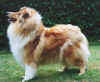 QCATHY de Gold Collies - prababcia Lovci