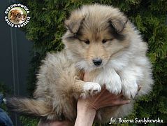 Owczarek Szkocki Collie - suczka :)