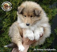 Owczarek Szkocki Collie - suczka :)