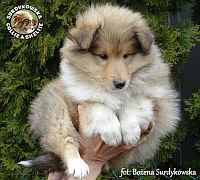 Owczarek Szkocki Collie - suczka :)