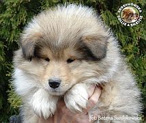 Owczarek Szkocki Collie - piesek :)