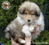 Owczarek Szkocki Collie - piesek :)
