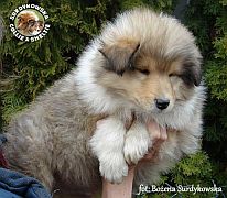 Owczarek Szkocki Collie - piesek :)
