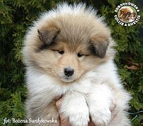 Owczarek Szkocki Collie - suczka :)