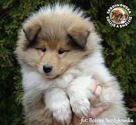 Owczarek Szkocki Collie - suczka