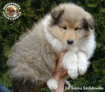 Owczarek Szkocki Collie - suczka :)