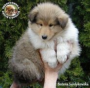 Owczarek Szkocki Collie - suczka :)