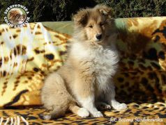 Owczarek Szkocki Collie - suczka :)