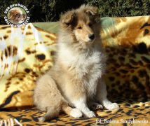 Owczarek Szkocki Collie - suczka