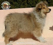 Owczarek Szkocki Collie - suczka :)