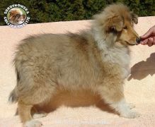 Owczarek Szkocki Collie - suczka :)
