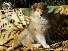 Owczarek Szkocki Collie - suczka :)