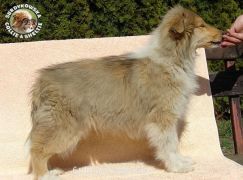 Owczarek Szkocki Collie - suczka :)