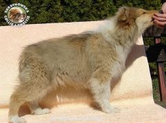 Owczarek Szkocki Collie - suczka :)