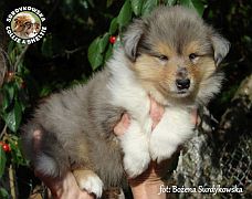 Owczarek Szkocki Collie - suczka :)