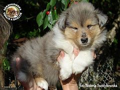 Owczarek Szkocki Collie - suczka