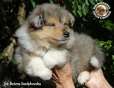 Owczarek Szkocki Collie - suczka :)