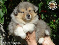 Owczarek Szkocki Collie - suczka :)