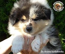 Owczarek Szkocki Collie - piesek :)