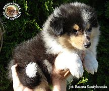 Owczarek Szkocki Collie - piesek :)