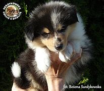 Owczarek Szkocki Collie - piesek :)