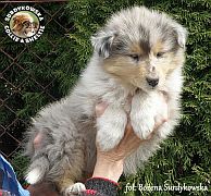 Owczarek Szkocki Collie - piesek :)