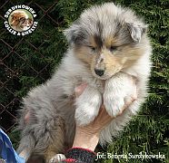 Owczarek Szkocki Collie - piesek :)