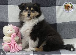 Owczarek Szkocki Collie - suczka :)