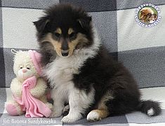 Owczarek Szkocki Collie - suczka :) 