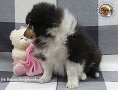 Owczarek Szkocki Collie - suczka :)