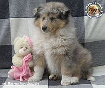 Owczarek Szkocki Collie - piesek :)