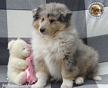 Owczarek Szkocki Collie - piesek :)