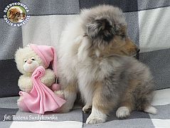 Owczarek Szkocki Collie - piesek :)